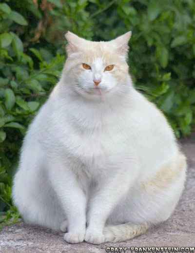 Fat Cat The Best Health