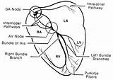 Conduction Heart System Cardiac Cycle Drawing Rhythm Getdrawings Definition Interpretation sketch template