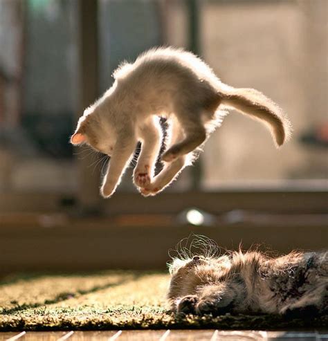 cat falling  pictures cats funny cats funny cute cats