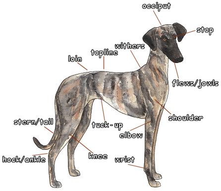 dog coat colour genetics