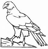 Hawk Coloring Pages Color Bird Drawing Draw Kids Animals Printable Wood Burning Simple Print Colouring Hawks Sheet Eagle Perched Animal sketch template