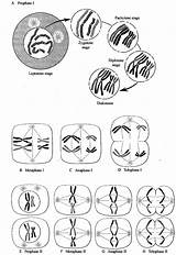 Meiosis Cell Stages Chromosomes Germ Development Pcbe Movement Lab Two Showing Notes Early Human Schematic Summary Major Georgetown Edu sketch template