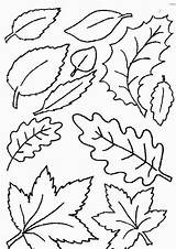 Coloring Autumn Leaves sketch template