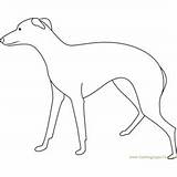 Greyhound Coloring Dog Pages Kids Coloringpages101 sketch template