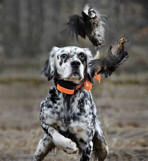 bird dogs images  pinterest function pointer pointers