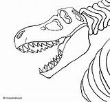 Rex Esqueleto Colorir Scheletro Tiranosaurio Tiranossauro Tyrannosaurus Colorare Dinosaurios Dinosaurio Esquelet Disegni Dibuix sketch template