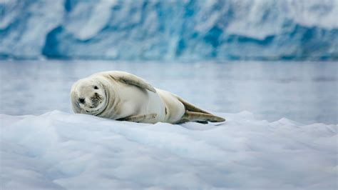 phoques antarctique terra antarctica voyages croisieres australes