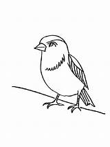 Coloring Pages Sparrow Birds Printable Sparrows sketch template