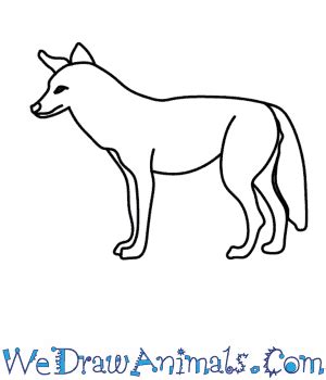draw  coyote