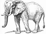 Elephant Coloring Pages Print Clip Animals Baby Drawing Cartoon Drawings Printable Realistic Line sketch template