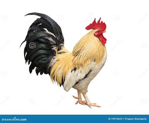 thailand male chicken rooster isolated stock  image