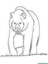 Bear Coloring Beruang Gambar Mewarnai Realisticcoloringpages Kutub Buku sketch template