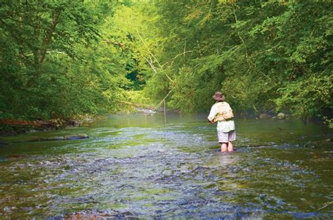 trout streams north carolina coastal angler magazine