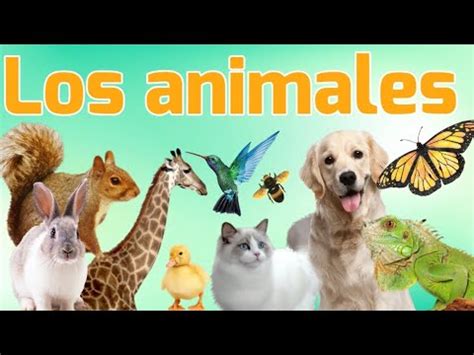 los animales  ninos youtube