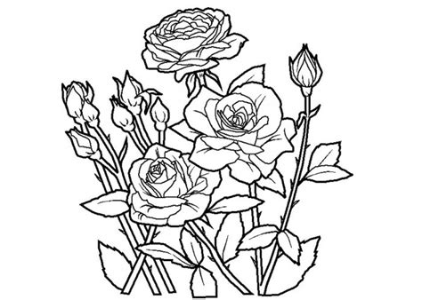 roses coloring pages  adults  print