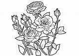 Colorear Roses Flor Malvorlagen Bunga Rysunek Obraz Mewarna Kertas Malowanki Kolorowanki Kwiatki sketch template