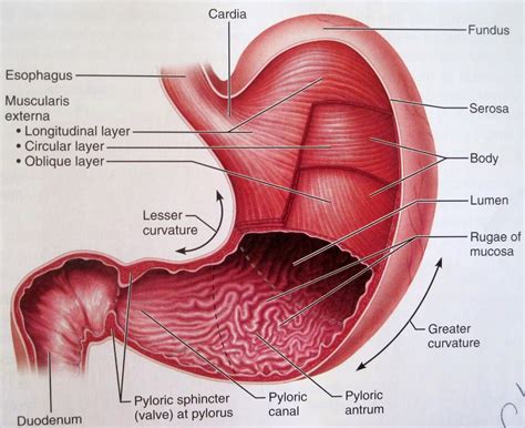 physiology of the stomach anatomy medicine