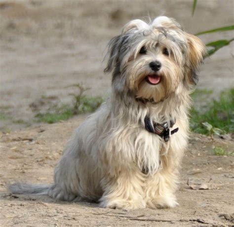 images  havanese  pinterest pets cuba  puppys