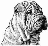 Sharpei Pei Shar Illo Designlooter Sprouls sketch template