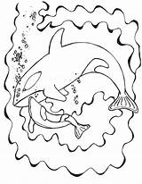 Orca Coloring Pages Whale Cuddling Momma Baby Color Designlooter Getdrawings Printable Getcolorings sketch template