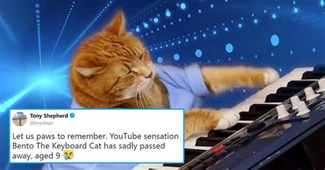 keyboard cat  world  lost    oldest memes
