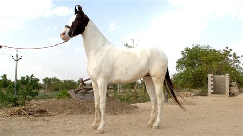 horse indian youtube