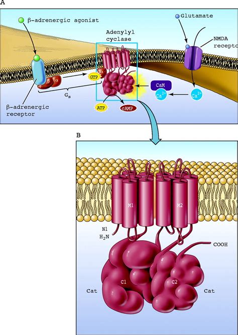 calcium stimulated adenylyl cyclases physiology