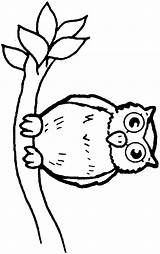 Owl Coloring Pages Printable Color Branch Cartoon Animals Print Clipart Wallpaper Cute Animal Sheets Printables Sheet Library Wallpapers Books Book sketch template