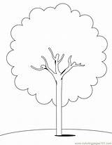 Tree Cherry Template Coloring Pages Trees sketch template