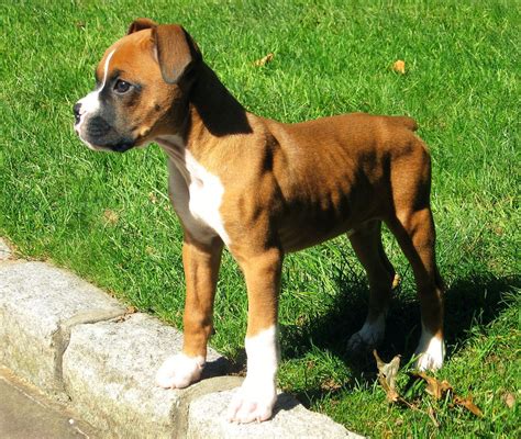 mini boxer  loyal friendly hybrid dog boxer breeders  information