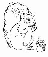 Squirrel Coloring Pages Cartoon Gray Color Template Getcolorings sketch template