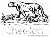 Cheetah Getdrawings Getcolorings sketch template