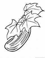 Cucumber Coloring Pages Drawing Vegetable Getdrawings Template sketch template