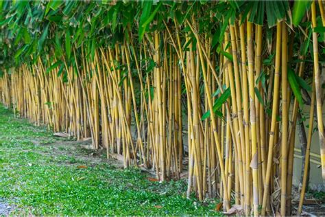 hoe bamboe planten tips en weetjes fleur flower