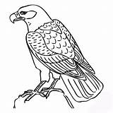 Falcon Coloring Pages Hawk Kids Printable Drawing Animal Tony Colouring Peregrine Bird Atlanta Animals Falcons Color Template Getcolorings Print Getdrawings sketch template