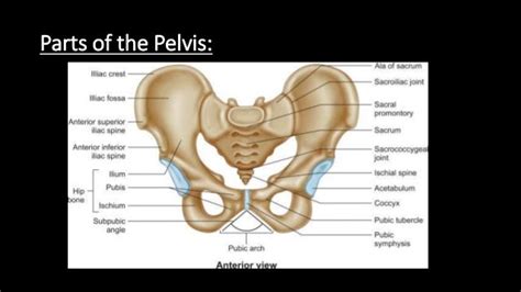 Female Bony Pelvis Anatomy Anatomy Diagram Book