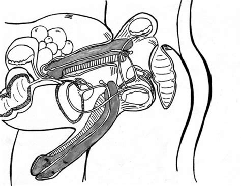 anatomy of anal sex image 4 fap
