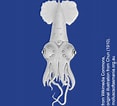 Afbeeldingsresultaten voor "pyroteuthis Margaritifera". Grootte: 117 x 106. Bron: molluscsoftasmania.org.au