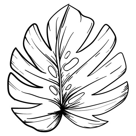 images  leaf tracers printable maple leaf coloring page