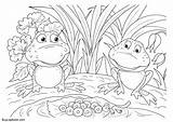 Frog Life Cycle Eggs Coloring Frogs Pages sketch template