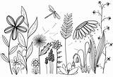 Drawing Line Garden Flower Doodle Doodles Drawings Plants Original Tattoo Tattoos Flowers Botanical Easy Gardening Inspired Many sketch template