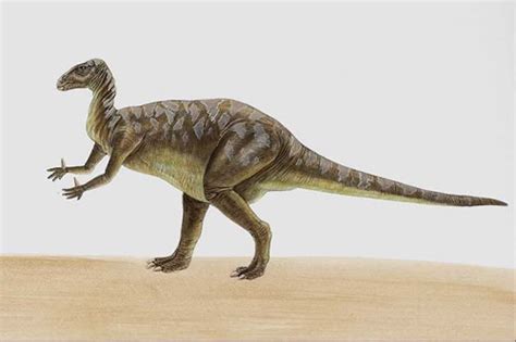 iguanodon dinosaur pictures