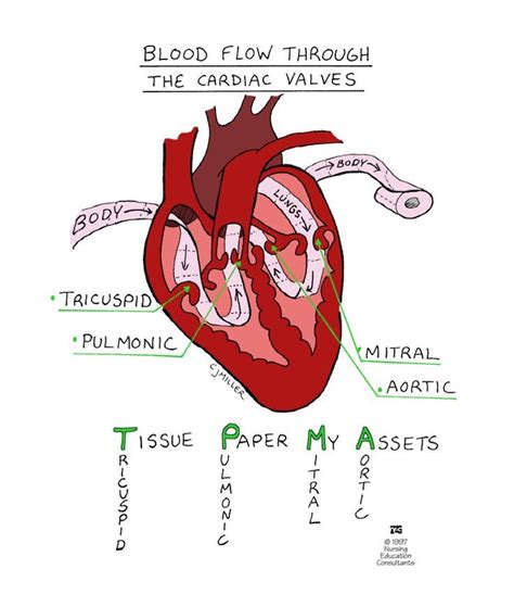 blood flow   heart philholoser