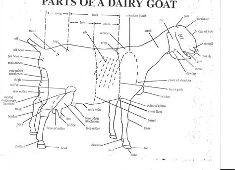 parts   goat animal science punch art school college livestock farm animals goats