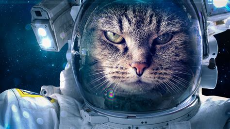 stock images astronaut funny animals cat   stock images