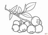 Blueberry Coloring Fruit Pages Drawing Outline Bush Line Drawings Easy Supercoloring Nature sketch template