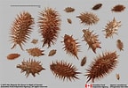 Afbeeldingsresultaten voor "castanidium Spinosum". Grootte: 144 x 100. Bron: seedidguide.idseed.org
