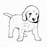 Retriever Labrador Drawing Ausmalbilder Hunde Malvorlagen Howtodraw sketch template