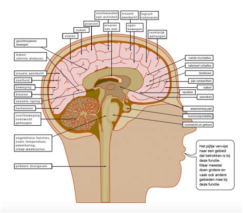 anatomie van de hersenen nootropic nl  xxx hot girl