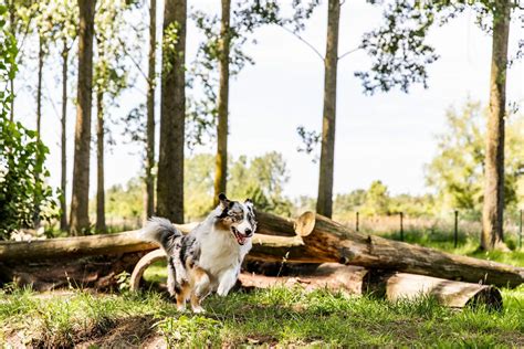 vakantiehuisje  zuid limburg met de hond topparken